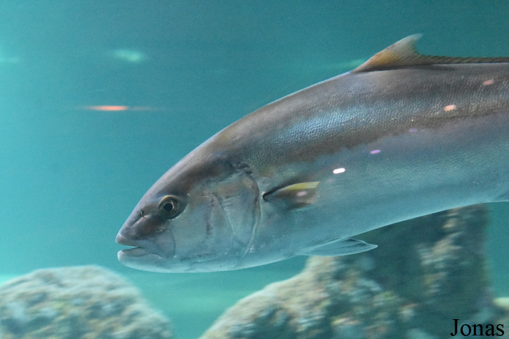 Seriola dumerili