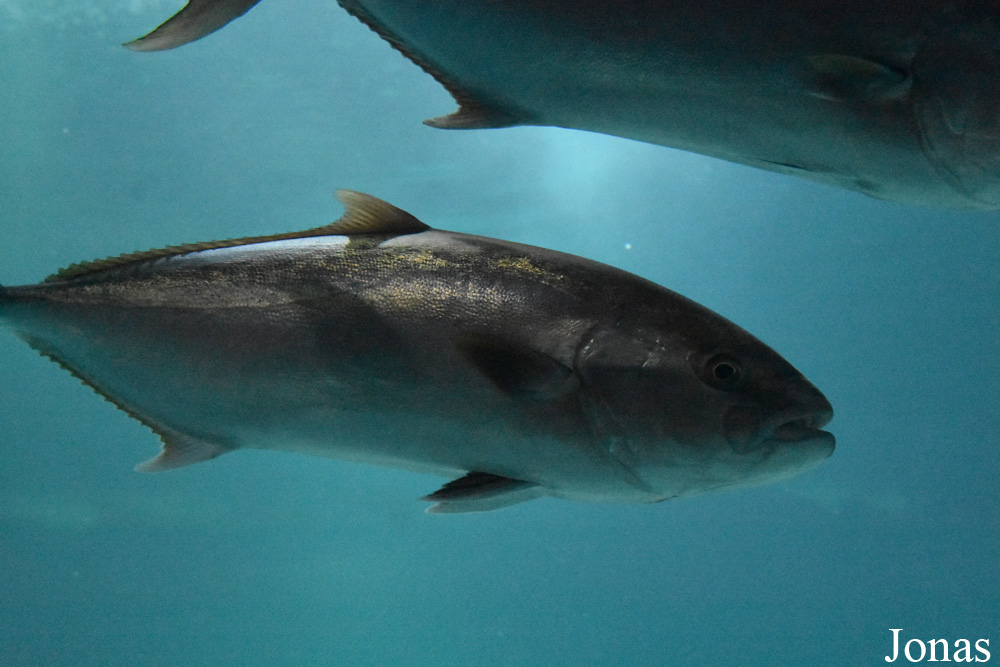 Seriola dumerili