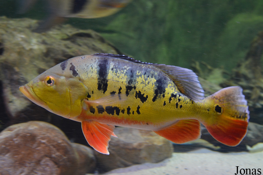 Cichla monoculus