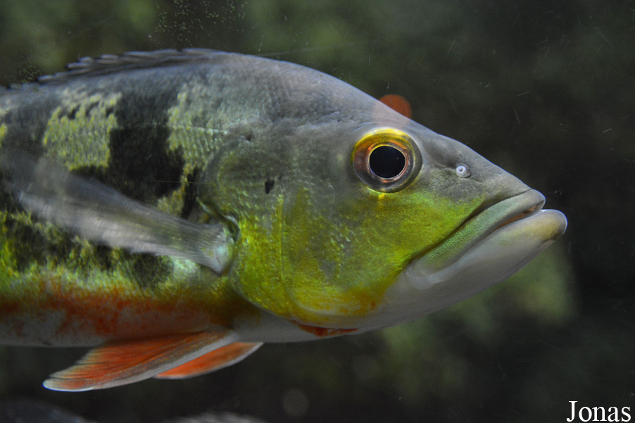 Cichla ocellaris