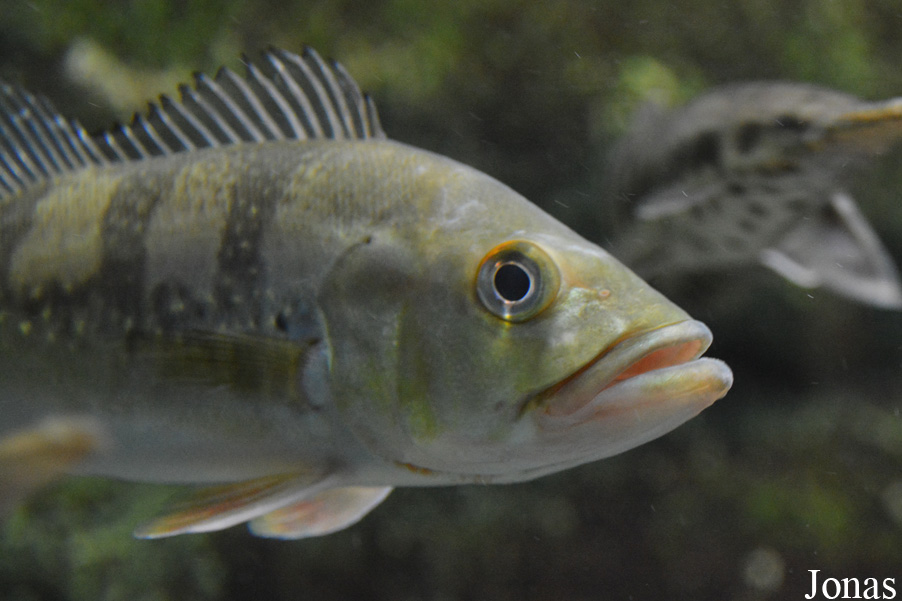 Cichla temensis