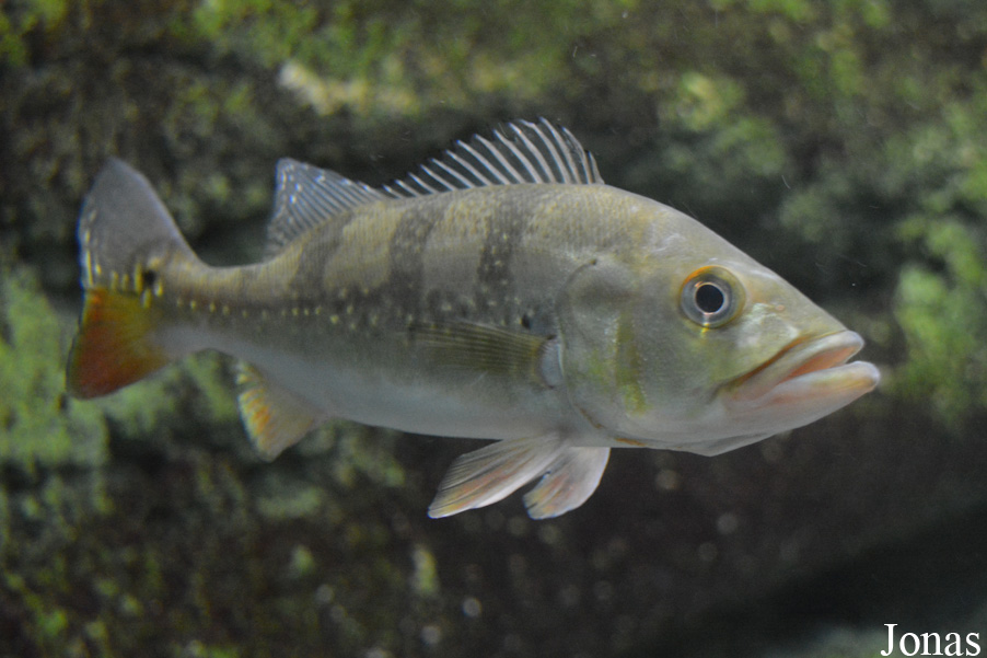 Cichla temensis