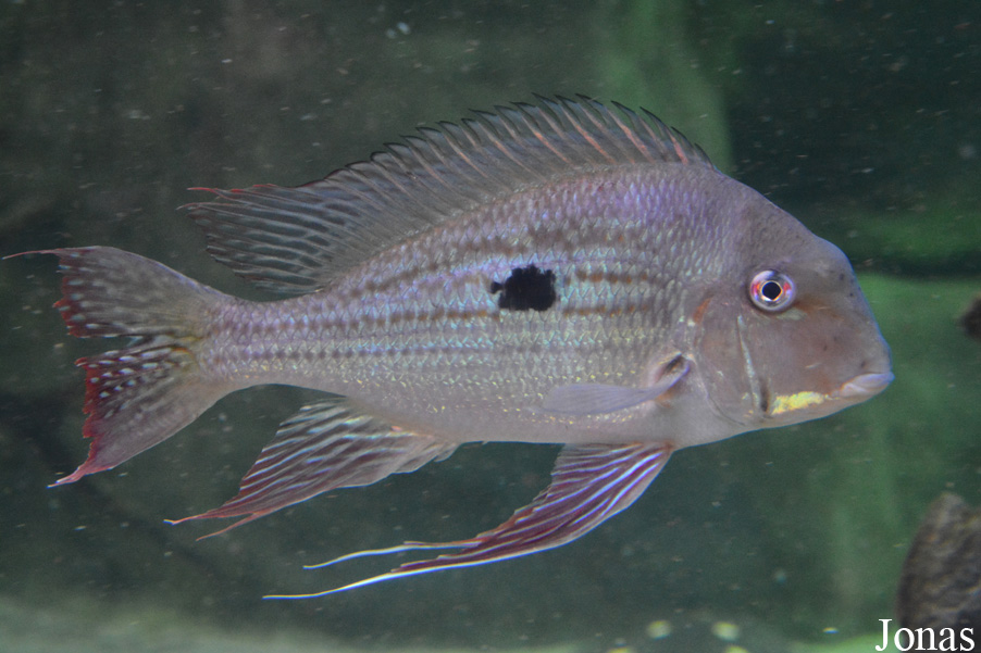 Geophagus proximus