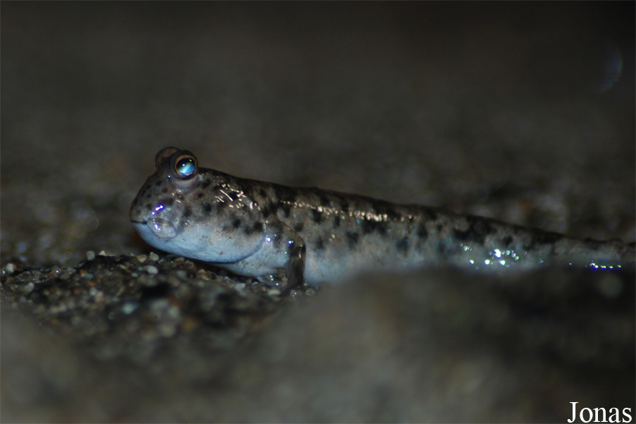 Periophthalmus sp.