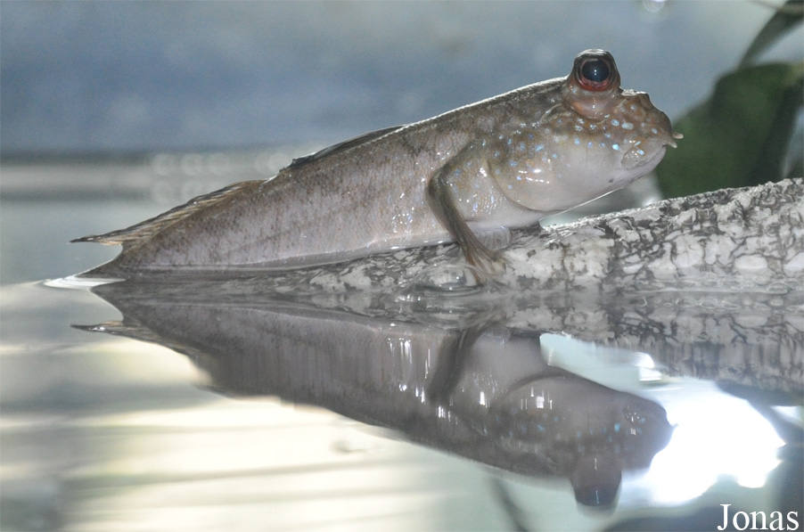 Periophthalmus sp.