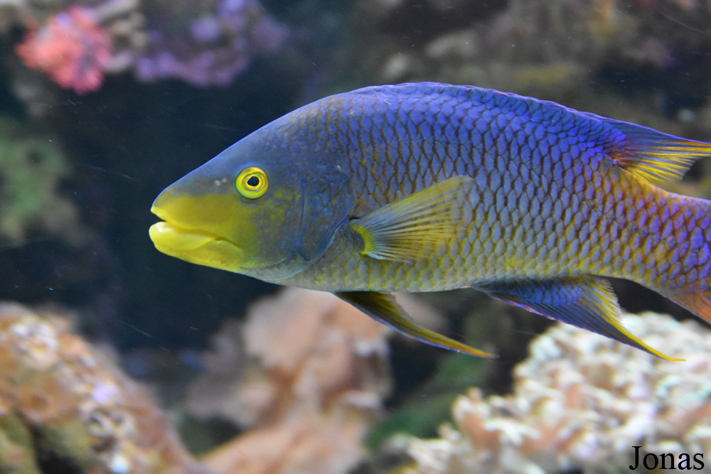 Bodianus rufus