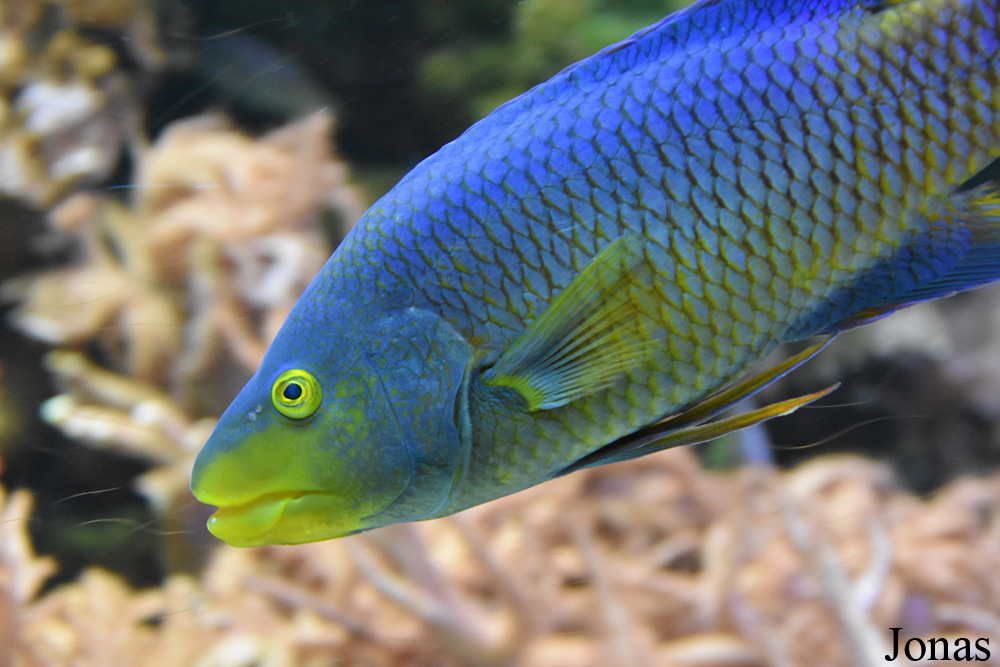 Bodianus rufus