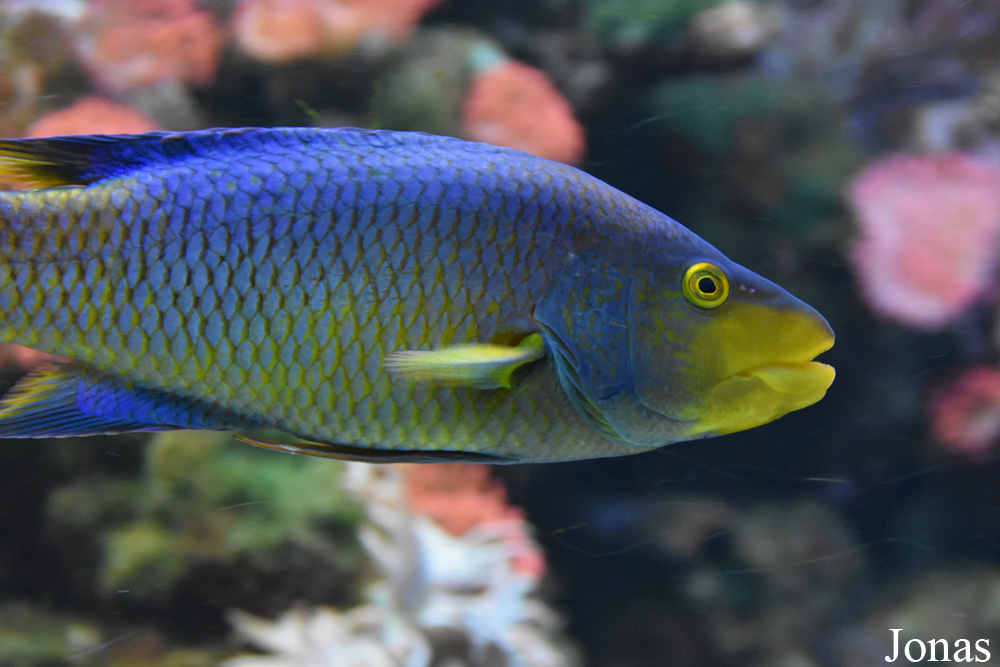 Bodianus rufus