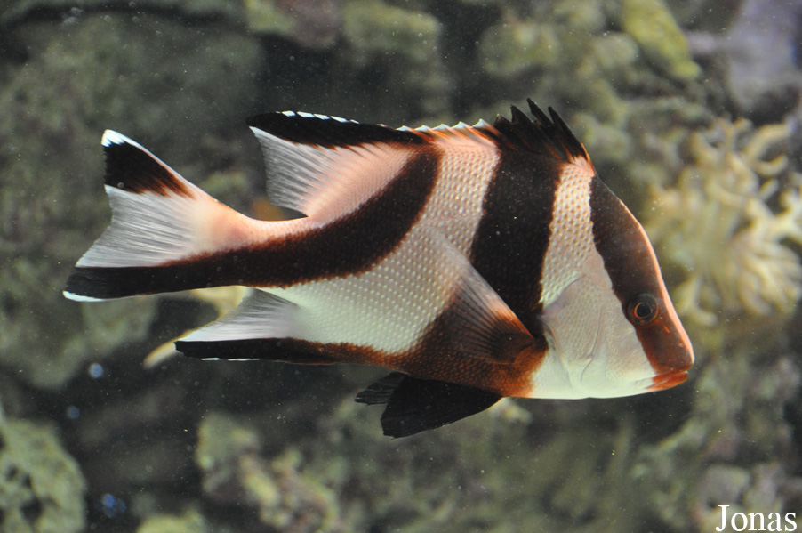 Lutjanus sebae