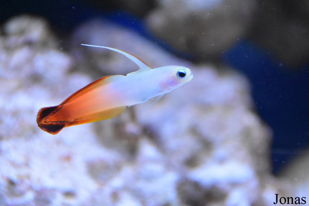 Nemateleotris magnifica