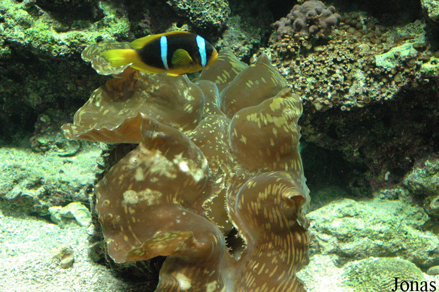 Amphiprion chrysogaster
