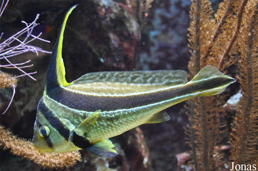 Equetus lanceolatus