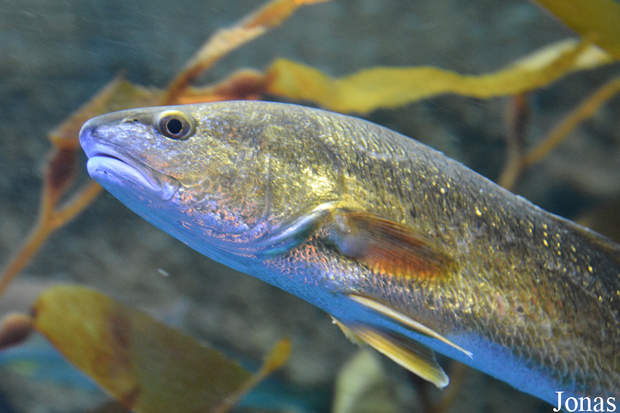 Sciaenops ocellatus