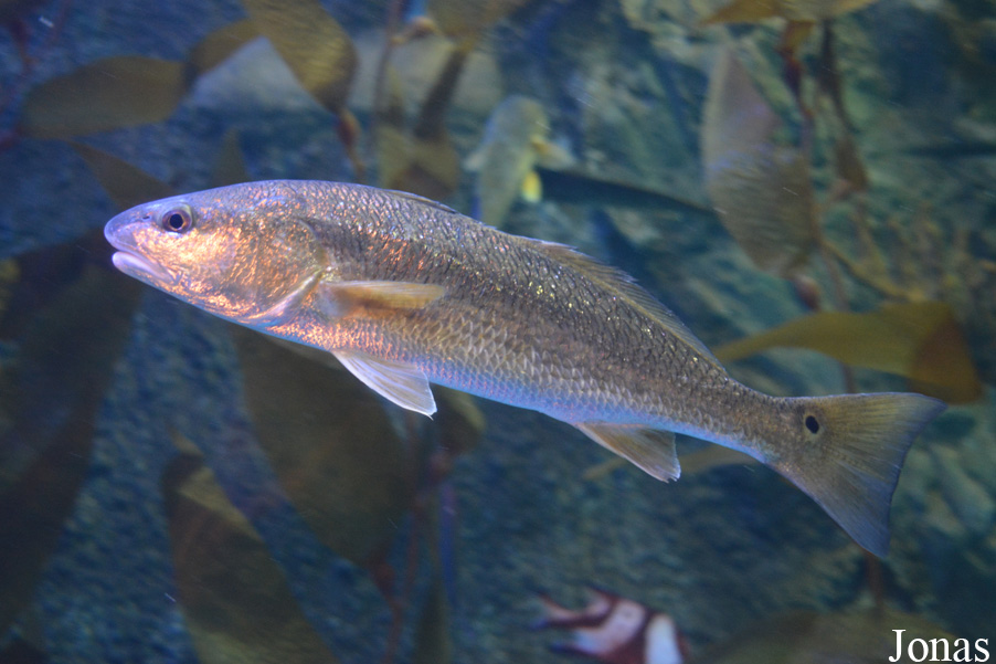 Sciaenops ocellatus