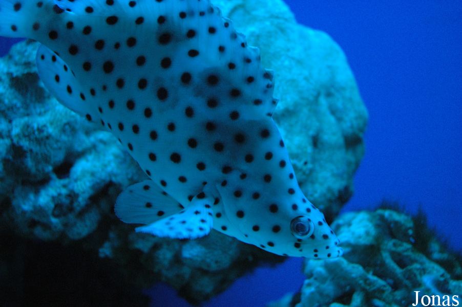 Cromileptes altivelis