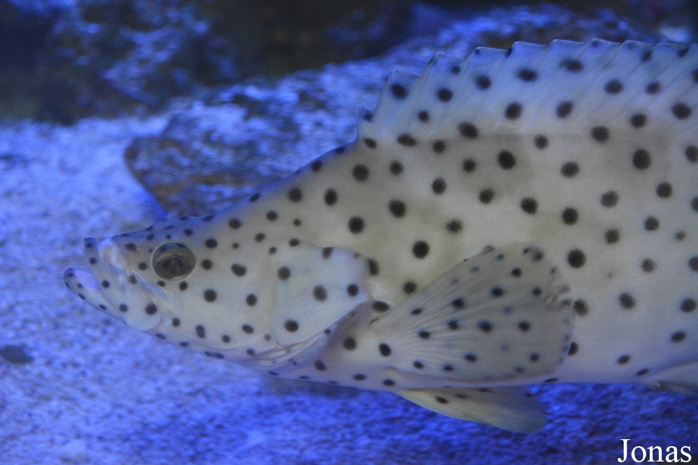 Cromileptes altivelis