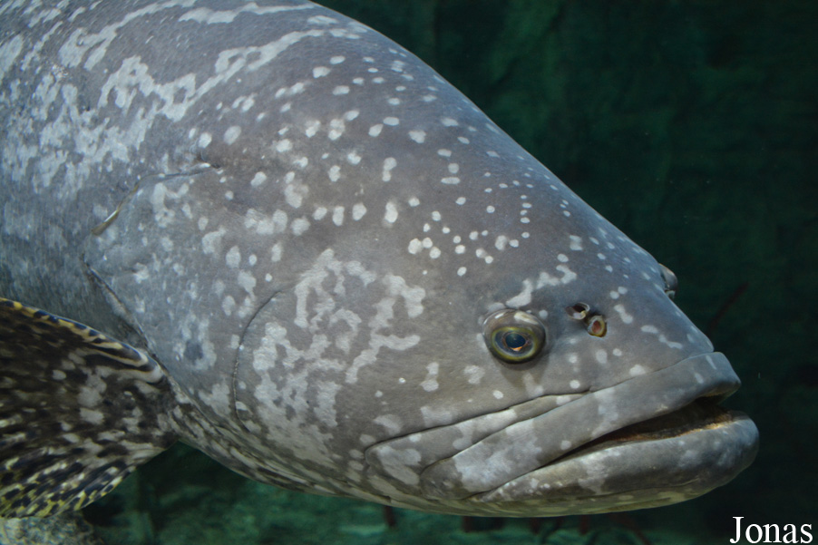 Epinephelus lanceolatus