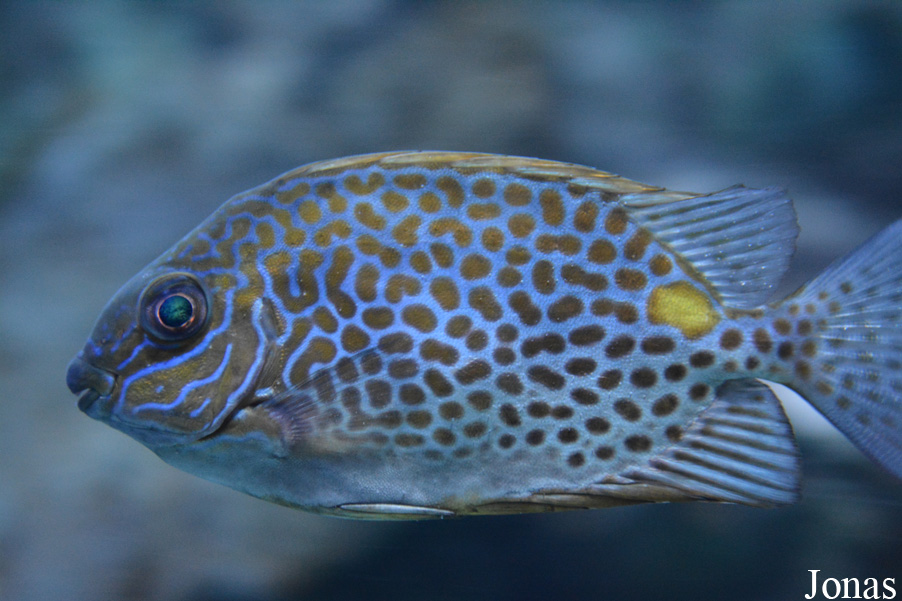 Siganus guttatus