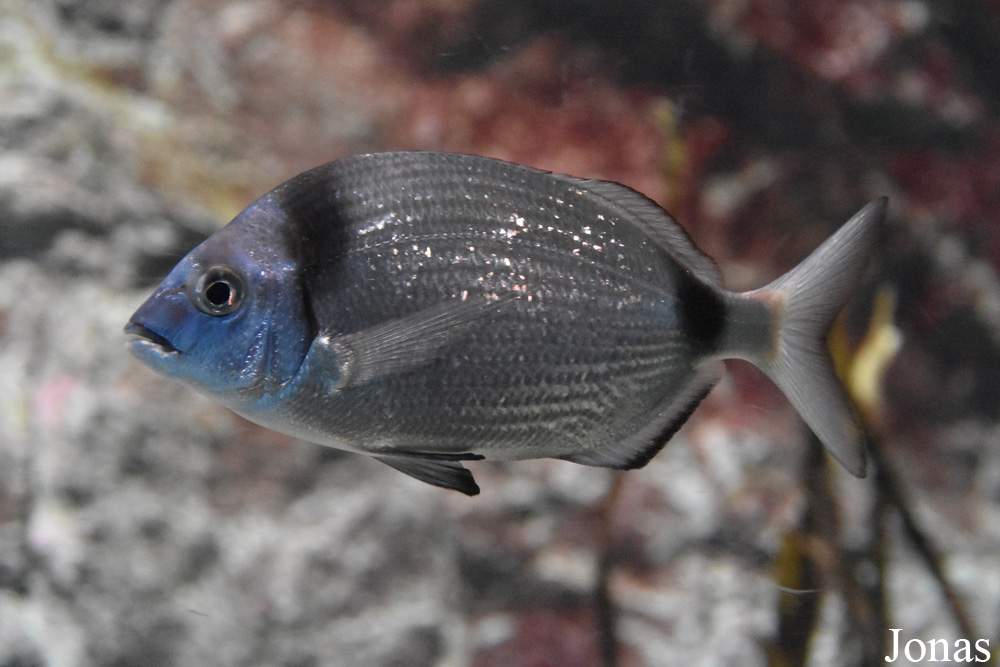 Diplodus vulgaris