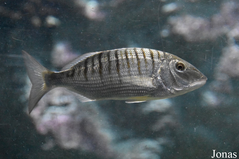 Lithognathus mormyrus