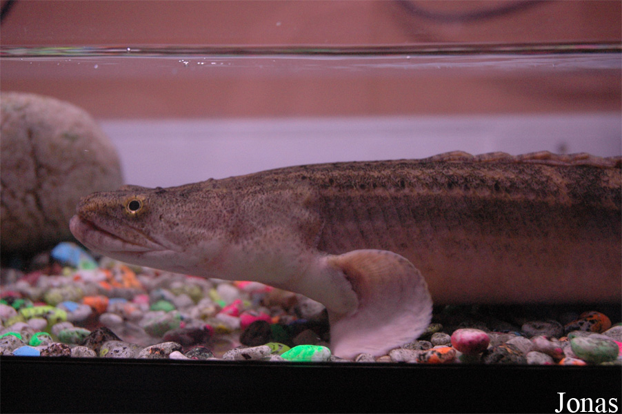 Polypterus sp.