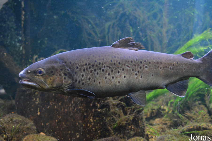 Salmo trutta