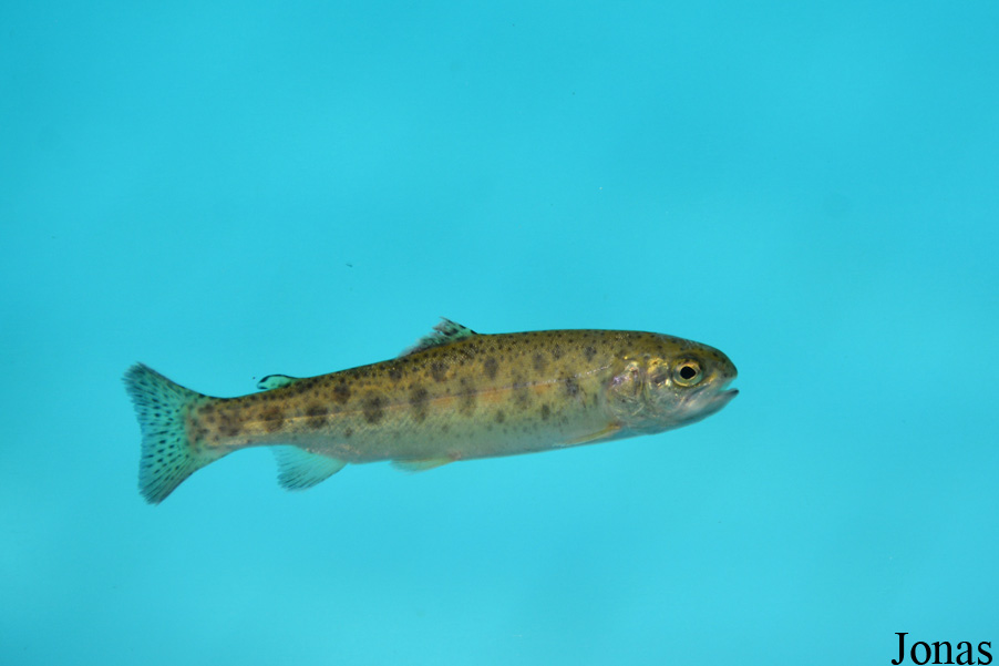 Salmo trutta