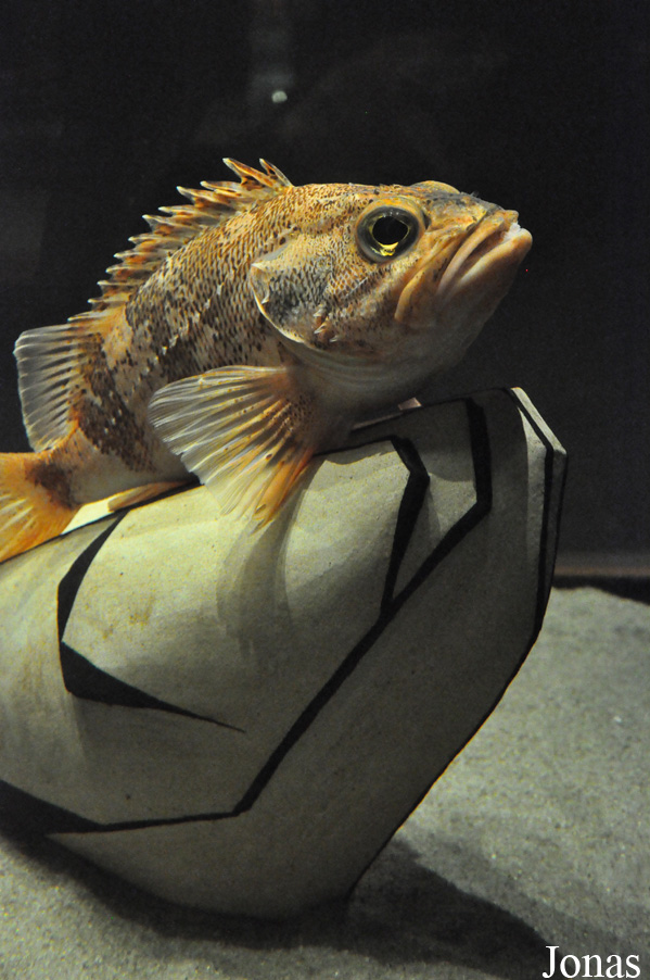 Helicolenus dactylopterus