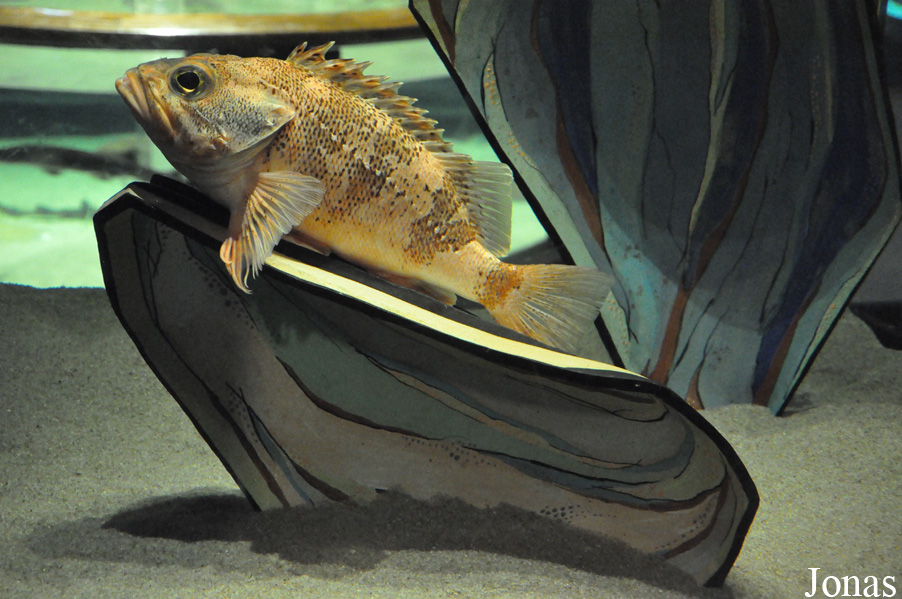Helicolenus dactylopterus