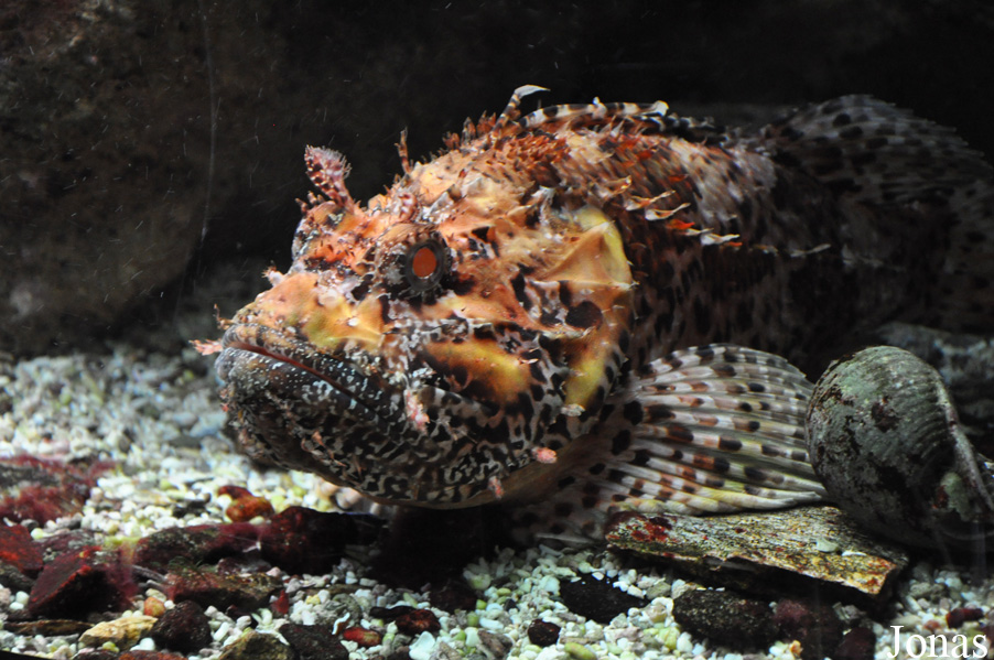 Scorpaena scrofa