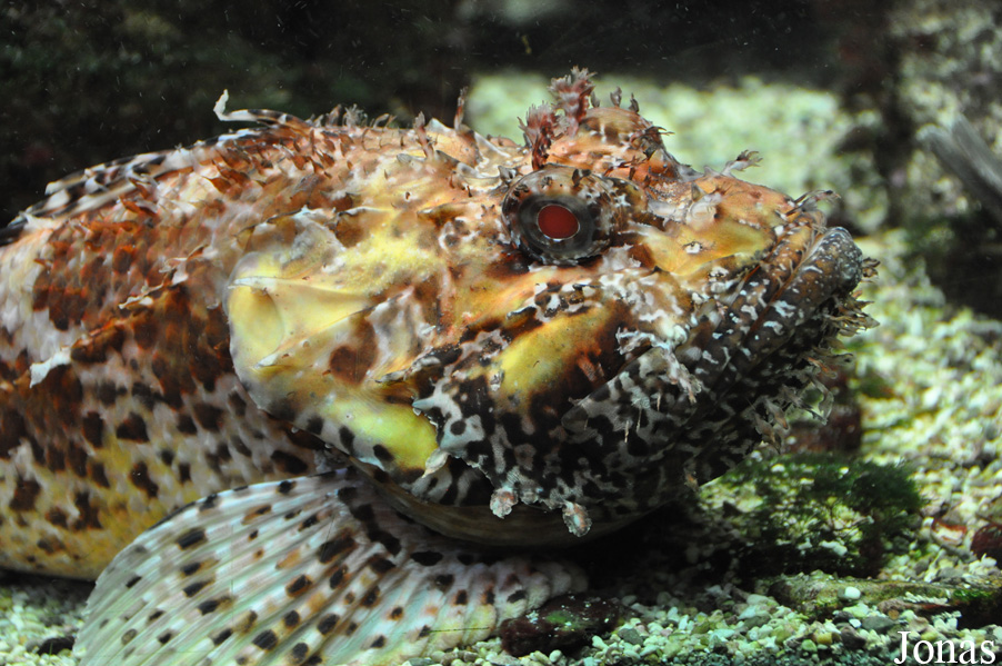 Scorpaena scrofa