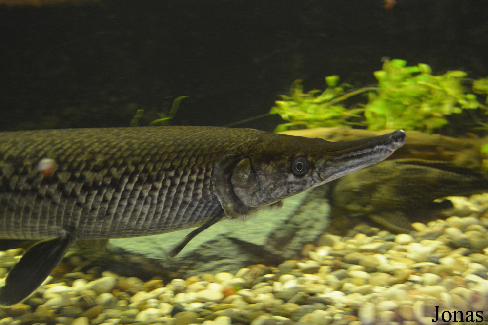 Atractosteus spatula