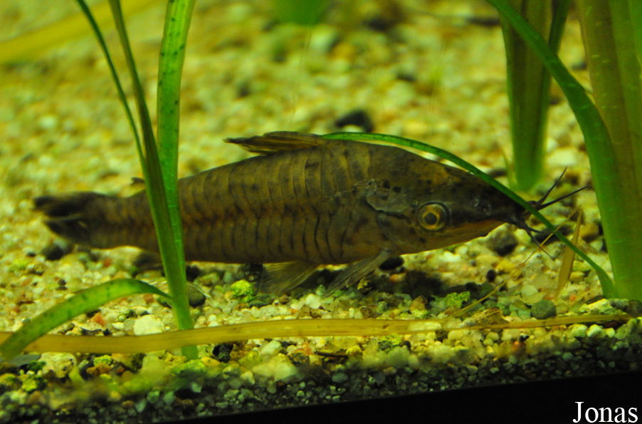 Dianema urostriatum