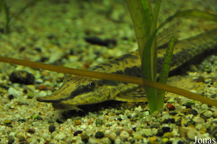 Sturisoma barbatum