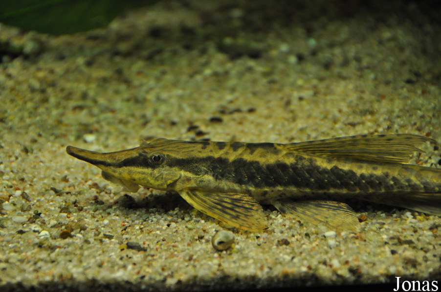 Sturisoma barbatum