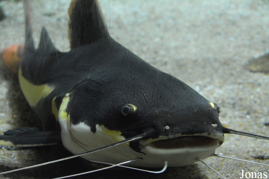 Phractocephalus hemioliopterus
