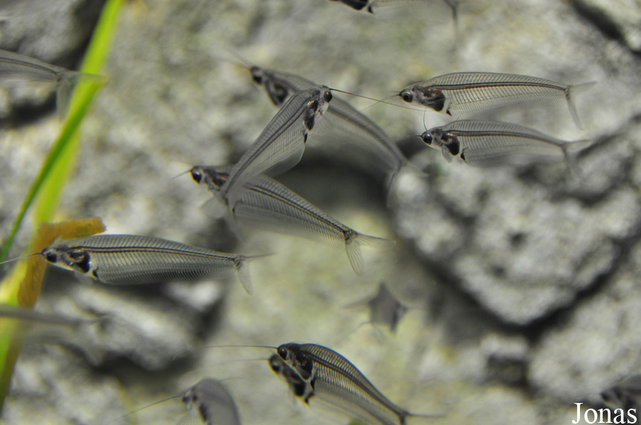 Kryptopterus bicirrhis