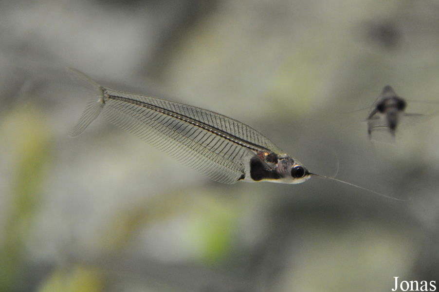 Kryptopterus bicirrhis