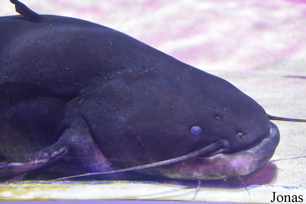 Silurus glanis