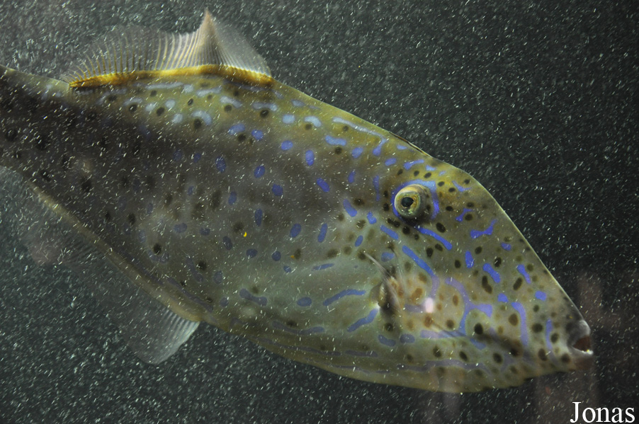 Aluterus scriptus