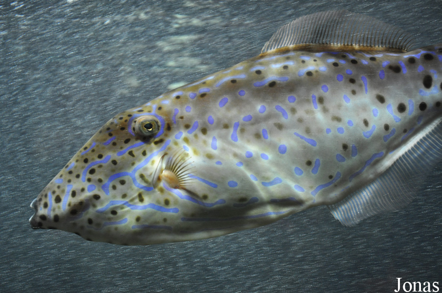 Aluterus scriptus
