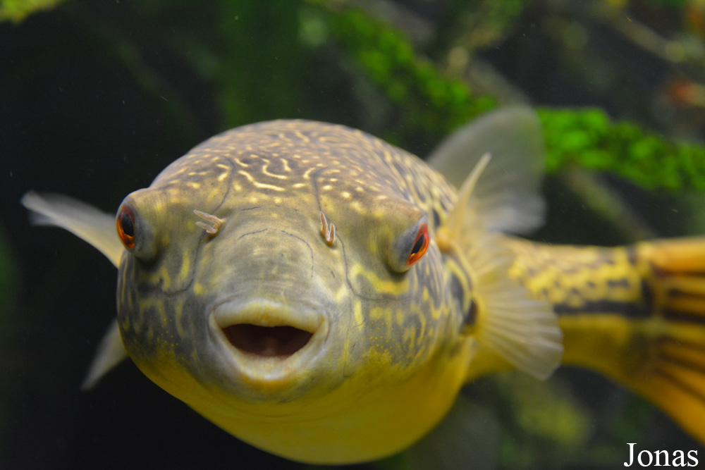 Tetraodon mbu