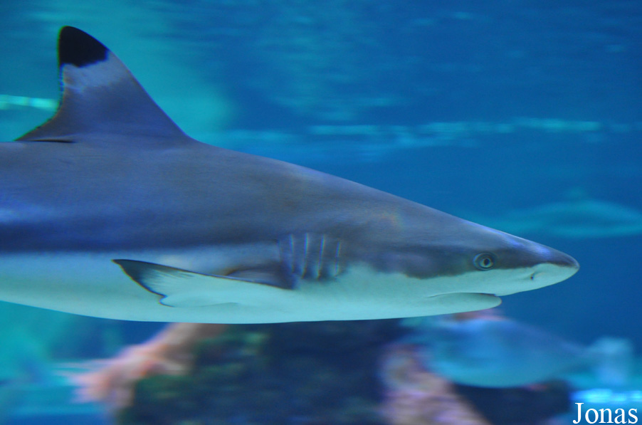 Carcharhinus melanopterus