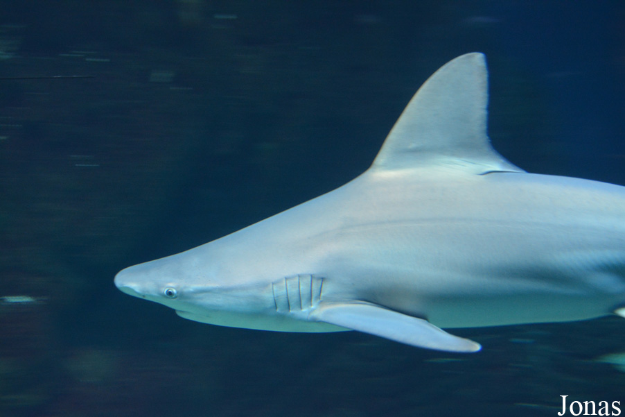Carcharhinus plumbeus