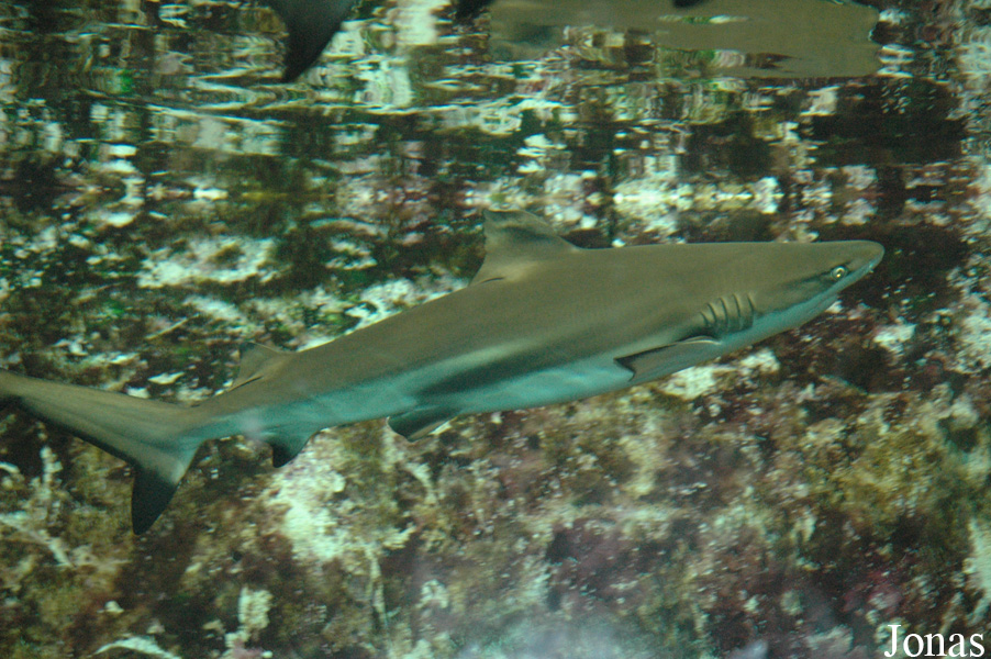 Triaenodon obesus