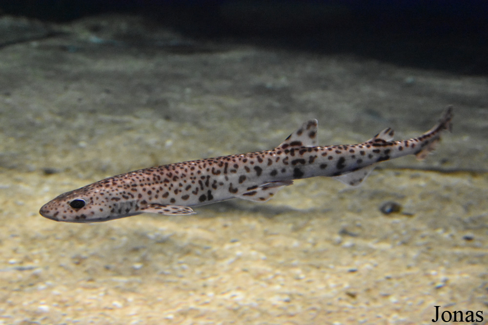 Scyliorhinus canicula