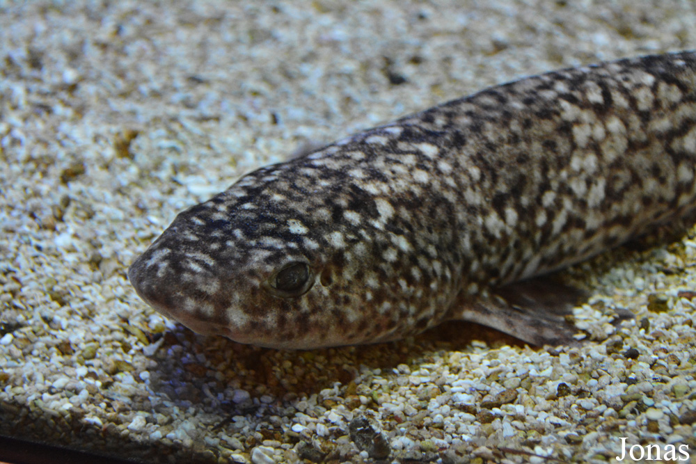 Scyliorhinus canicula