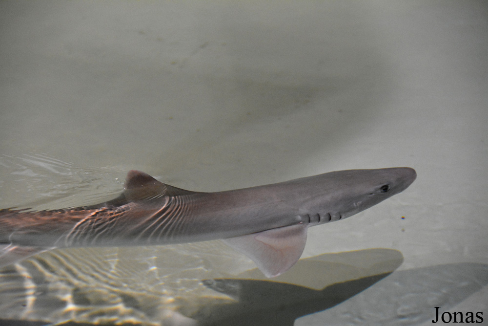 Mustelus canis