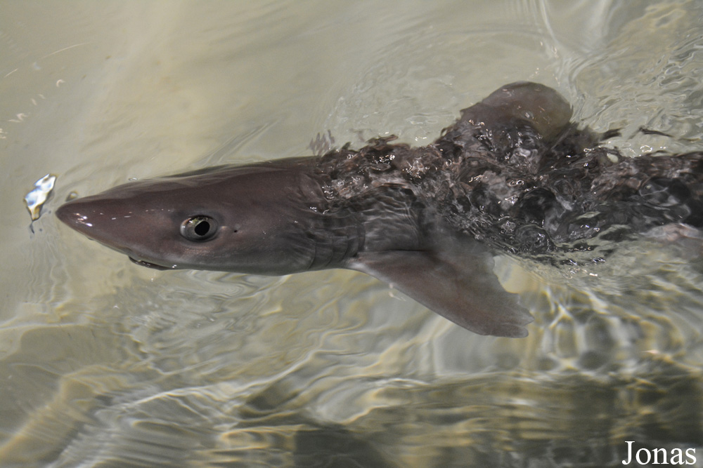 Mustelus canis