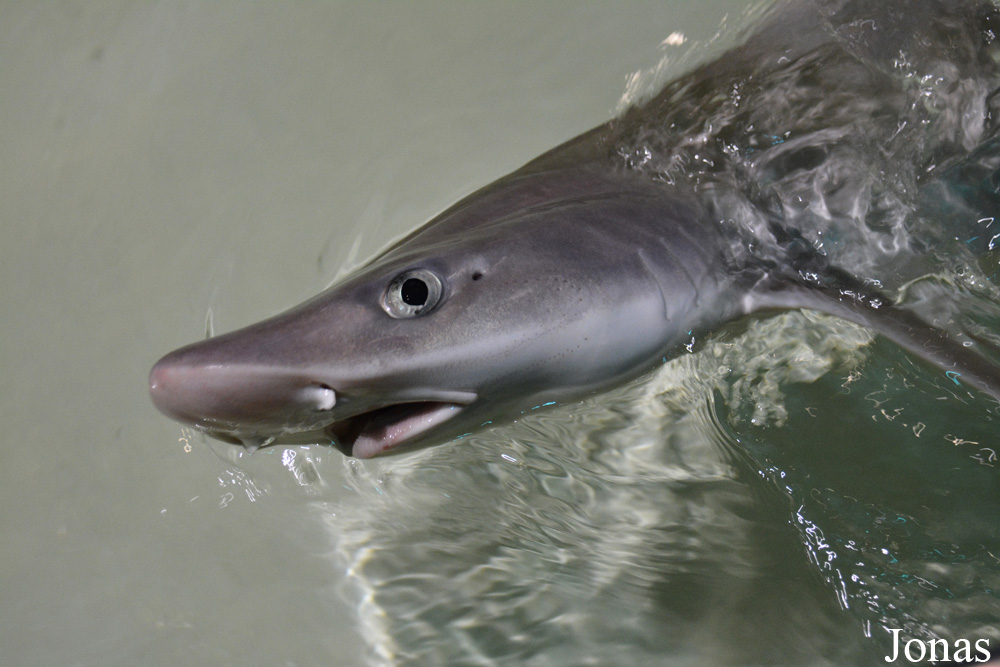 Mustelus canis